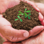 Natural Green Funeral Alternatives to cremation