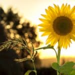 Natural burial