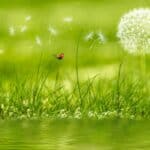 Why consider green options and services for a funeral today?