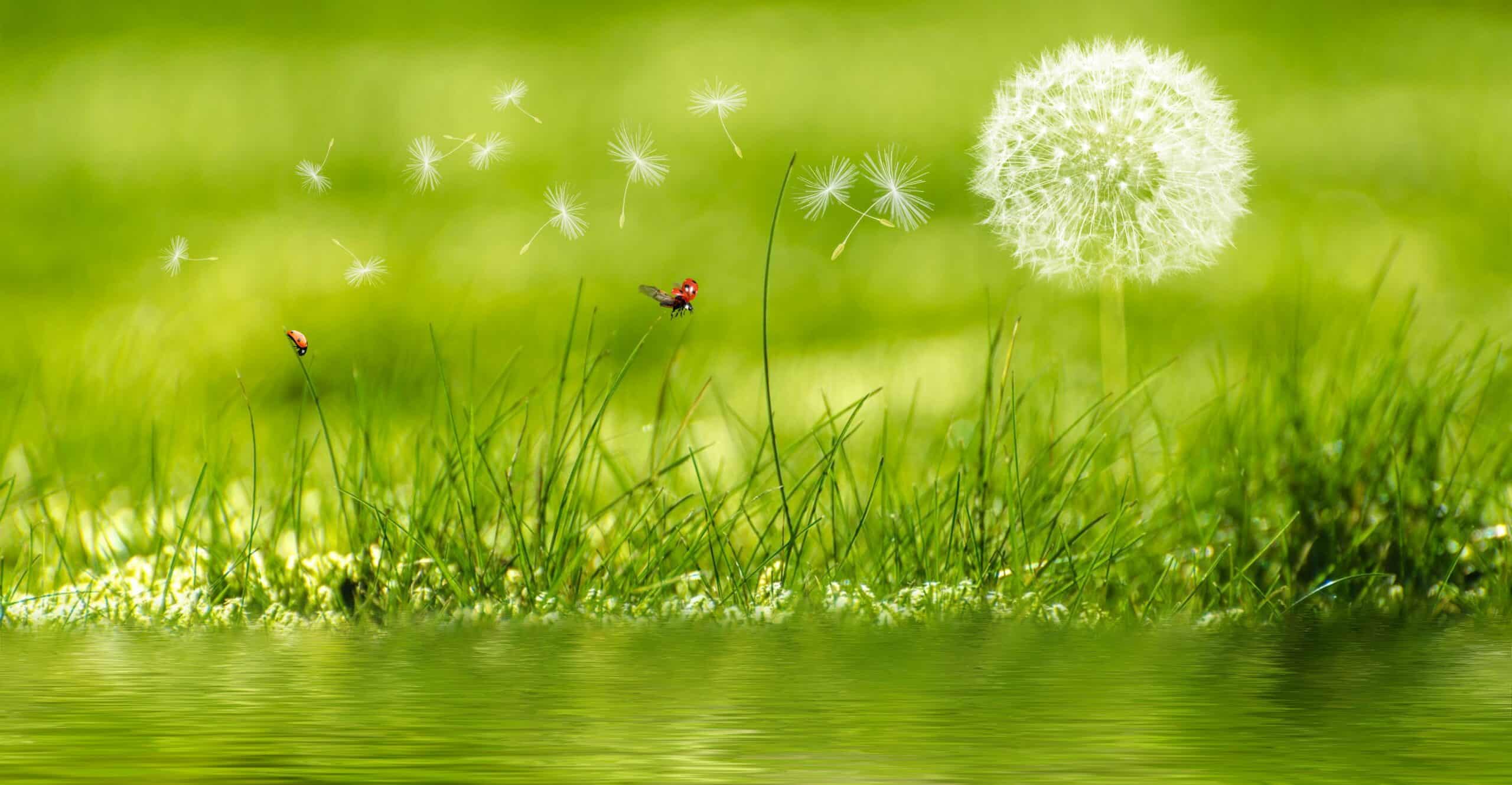 Why consider green options and services for a funeral today?